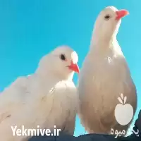 آگهی مشابه قیمت خرید تولید کبک سفید در رباط کریم در گروه مرغ و خروس و بوقلمون و اردک قو قاز در یکمیوه
