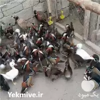 تخم نطفه دار اردک ماندارین قرقاول در تبریز در گروه انواع تخم ها در یکمیوه