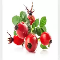 فروش نهال زرشک پفکی در تهران در گروه خرید و فروش نهال زرشک در یکمیوه