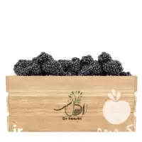 فروش نهال بلک بری در قم در گروه خرید و فروش نهال در یکمیوه