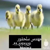 فروش جوجه غاز در کردستان در گروه مرغ و خروس و بوقلمون و اردک قو قاز در یکمیوه