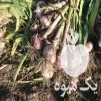 فروش عمده بار سیر در تهران در گروه خرید و فروش سیر در یکمیوه