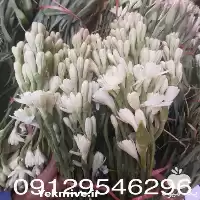 قیمت خرید گل مریم در تهران در گروه خرید و فروش گیاهان زینتی در یکمیوه