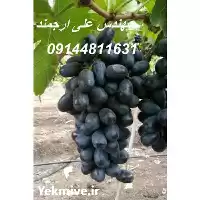 خرید قیمت نهال انگور بلک سیدلس در گروه خرید و فروش نهال انگور در یکمیوه