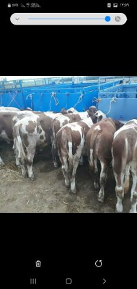 فروش تهیه و ارسال انواع گوساله در ترکمن در گروه گاو و گوسفند و میش و بز کهره گوساله در یکمیوه