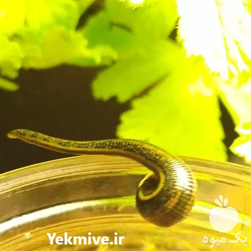 آموزشی 0 تا 100 پرورش زالو در تهران در گروه دوره آموزش کشاورزی در یکمیوه -عکس1