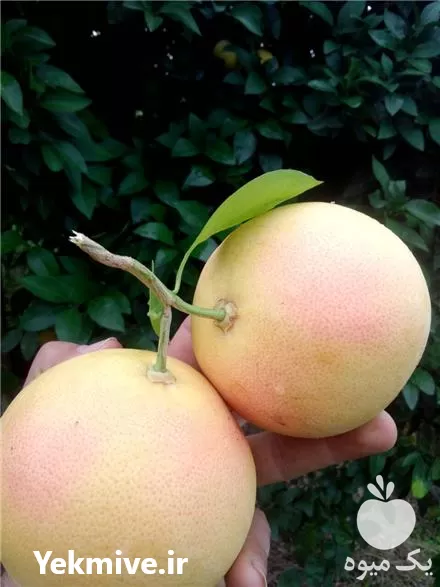 قیمت خرید نهال گریپ فروت پیوندی در ساری در گروه خرید و فروش نهال در یکمیوه -عکس1