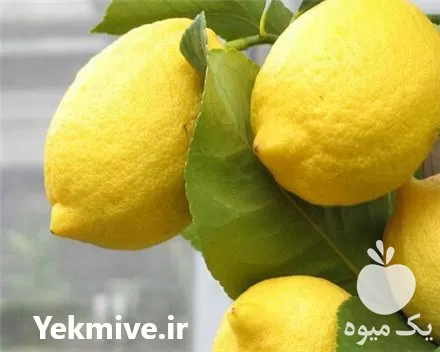 فروش درخت لیمو ترش اورکا در ساری در گروه خرید و فروش نهالستان در یکمیوه -عکس1