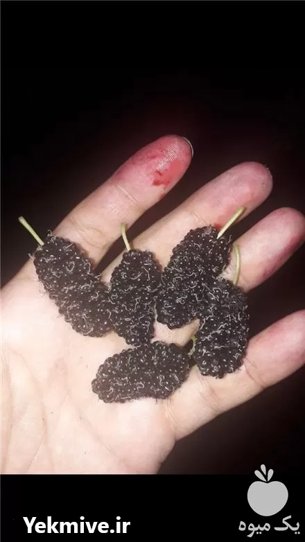 خرید درخت شاه توت خارجی گلدانی در گروه خرید و فروش نهال در یکمیوه -عکس1