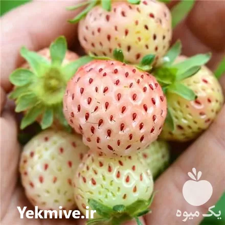 خرید نهال توت فرنگی پاین بری در ساری در گروه خرید و فروش نهال توت در یکمیوه -عکس1