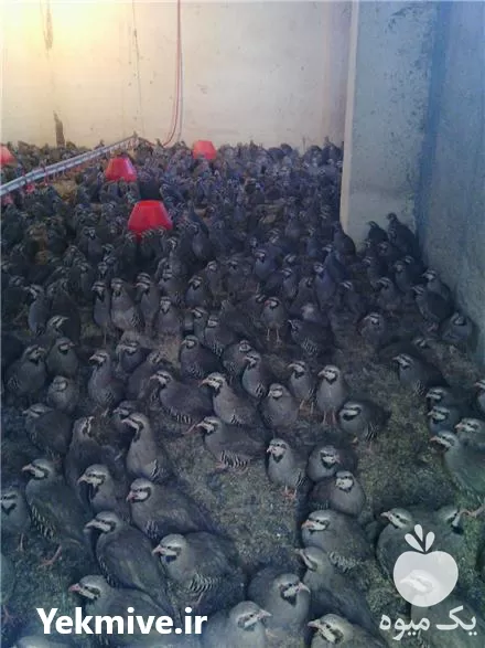 قیمت خرید گوشت کبک و بلدرچین در گروه خرید و فروش انواع پرنده در یکمیوه -عکس1