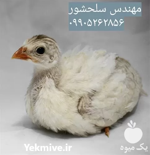 جوجه مرغ شاخدار در رنگ در گروه مرغ و خروس و بوقلمون و اردک قو قاز در یکمیوه -عکس1