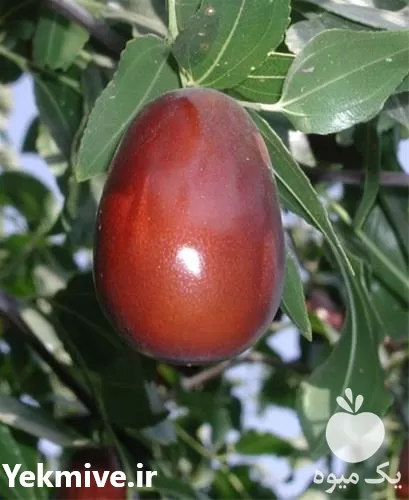 نهال عناب خرمایی در خراسان شمالی در گروه خرید و فروش نهال عناب در یکمیوه -عکس1