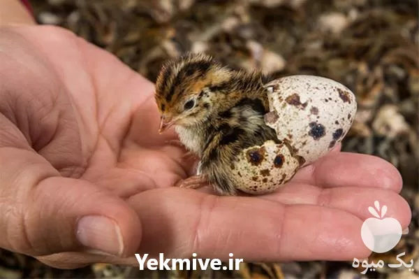 آموزشی پرورش بلدرچین گوشتی و تخمگذار در تهران در گروه دوره آموزش کشاورزی در یکمیوه -عکس1