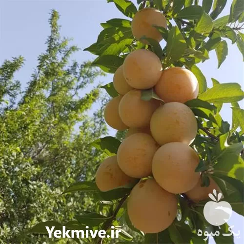 نهال آلو قطره طلا با کیفیت در البرز در گروه خرید و فروش نهال در یکمیوه -عکس1