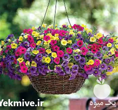 قیمت خرید بذر گل در فارس در گروه خرید و فروش بذر گل در یکمیوه -عکس1