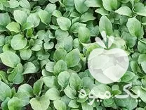 قیمت خرید نهال بادمجان درجه یک در گرگان در گروه خرید و فروش بادمجان در یکمیوه -عکس1