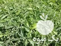 خرید نهال گوجه و فلفل بادمجان در قوچان در گروه خرید و فروش نشا در یکمیوه -عکس1