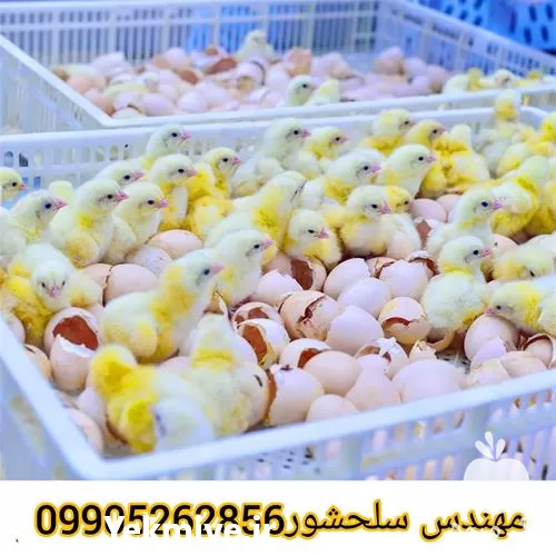 فروش تخم گوشتی در گروه انواع تخم ها در یکمیوه -عکس1