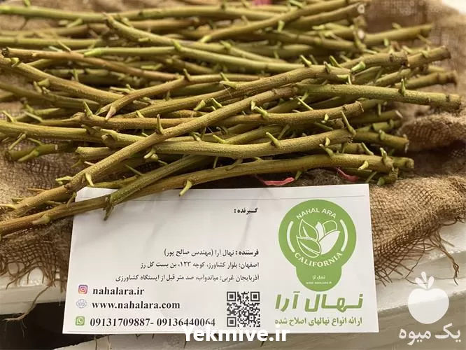 قیمت خرید پیوندک پسته در اصفهان در گروه خرید و فروش پسته در یکمیوه -عکس1