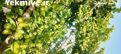 آلو گوجه سبز در گروه خرید و فروش آلو در یکمیوه -عکس1