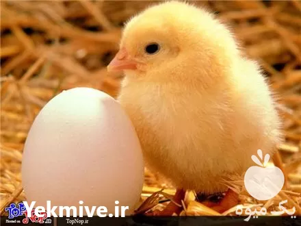 خرید جوجه یکروزه گوشتی نیمچه مرغ در ارومیه در گروه مرغ و خروس و بوقلمون و اردک قو قاز در یکمیوه -عکس1