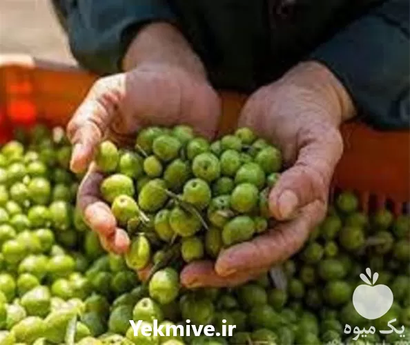 پخش زیتون با کیفیت درجه یک در تهران در گروه خرید و فروش زیتون در یکمیوه -عکس1