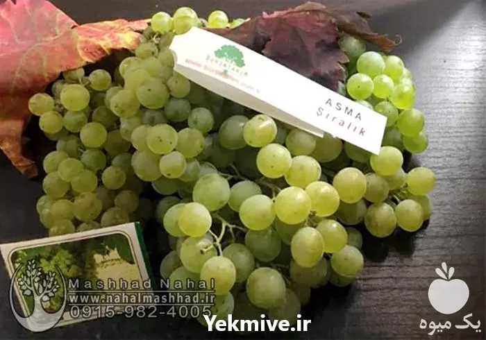 قیمت خرید نهال انگور وارداتی سیرالیک در گروه خرید و فروش نهال انگور در یکمیوه -عکس1