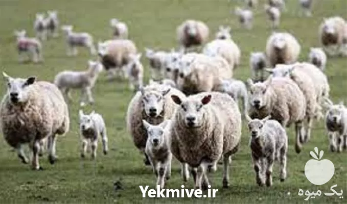 خرید آموزش صفر تا صد جیره در گروه دوره آموزش کشاورزی در یکمیوه -عکس1