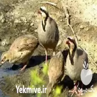 پرورش کبک گام به گام کامل در گروه دوره آموزش کشاورزی در یکمیوه