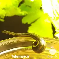 آموزشی 0 تا 100 پرورش زالو در تهران در گروه دوره آموزش کشاورزی در یکمیوه