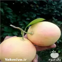 قیمت خرید نهال گریپ فروت پیوندی در ساری در گروه خرید و فروش نهال در یکمیوه