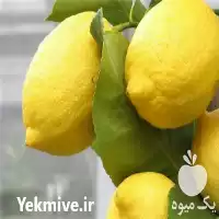فروش درخت لیمو ترش اورکا در ساری در گروه خرید و فروش نهالستان در یکمیوه