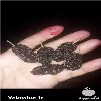 خرید درخت شاه توت خارجی گلدانی در گروه خرید و فروش نهال در یکمیوه