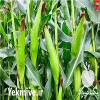 خرید بذر ذرت مغان بادام زمینی در پارس آباد در گروه خرید و فروش بذر ذرت در یکمیوه