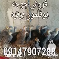 قیمت خرید جوجه بوقلمون برنزه در ارومیه در گروه مرغ و خروس و بوقلمون و اردک قو قاز در یکمیوه