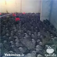 قیمت خرید گوشت کبک و بلدرچین در گروه خرید و فروش انواع پرنده در یکمیوه