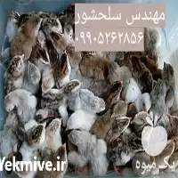 قیمت خرید جوجه مرغ شاخدار در گروه مرغ و خروس و بوقلمون و اردک قو قاز در یکمیوه
