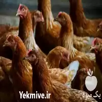آگهی مشابه جوجه مرغ گوشتی یک روزه رویان در مازندران در گروه مرغ و خروس و بوقلمون و اردک قو قاز در یکمیوه