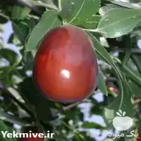 نهال عناب خرمایی در خراسان شمالی در گروه خرید و فروش نهال عناب در یکمیوه