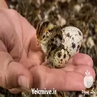 آموزشی پرورش بلدرچین گوشتی و تخمگذار در تهران در گروه دوره آموزش کشاورزی در یکمیوه