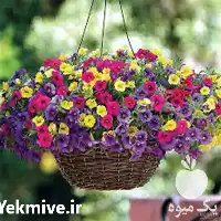 قیمت خرید بذر گل در فارس در گروه خرید و فروش بذر گل در یکمیوه