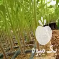 خرید انواع نشا شیتیل گوجه بادمجان در دمق در گروه خرید و فروش نشا در یکمیوه