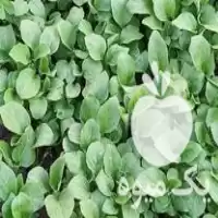 قیمت خرید نهال بادمجان درجه یک در گرگان در گروه خرید و فروش بادمجان در یکمیوه