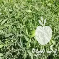 خرید نهال گوجه و فلفل بادمجان در قوچان در گروه خرید و فروش نشا در یکمیوه