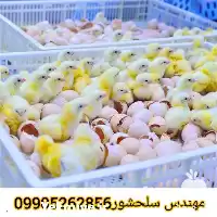 فروش تخم گوشتی در گروه انواع تخم ها در یکمیوه