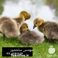 قیمت خرید جوجه غاز گوشتی در تهران در گروه مرغ و خروس و بوقلمون و اردک قو قاز در یکمیوه