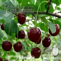 قیمت خرید نهال آلبالو سیگانی در گروه خرید و فروش نهال میوه در یکمیوه