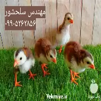 قیمت خرید جوجه مرغ شاخدار در گروه مرغ و خروس و بوقلمون و اردک قو قاز در یکمیوه