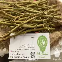 قیمت خرید پیوندک پسته در اصفهان در گروه خرید و فروش پسته در یکمیوه